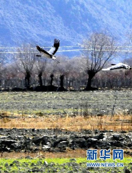 黑颈鹤在西藏林芝地区农田草场上空飞翔。来源：新华网