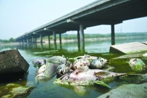 京航大运河河岸边漂浮的死鱼。近日，因河水污染，市民放生的鱼无法生存，导致该河段出现大量死鱼。周岗峰 摄 