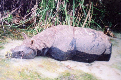 世界自然基金会确认越南境内爪哇犀牛灭绝