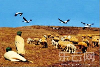 云南大山包黑颈鹤保育见成效人与鸟在困难中共生