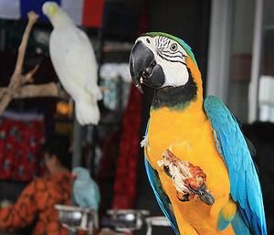曼谷翟道翟市场上待售的鹦鹉