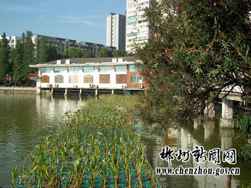 湖面种植水生植物改善水质