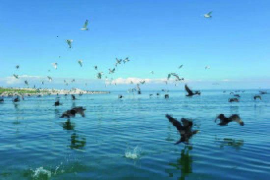 青海湖景区之一鸟岛