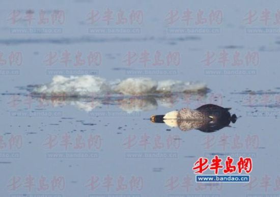 薛先生在墨水河湿地拍摄到一只死亡的野鸭。