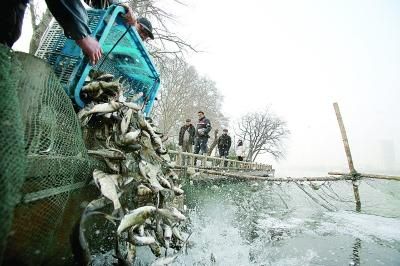 工作人员正在投放鱼苗。宋峤 侯彬彬 摄