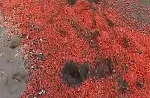 上万只死虾