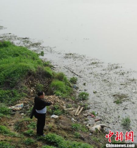 3月21日，在湖南浏阳市普迹镇内，数十头用编织袋包裹好或裸露的死猪被丢弃在浏阳河畔，腐臭味弥漫四周。据当地村民介绍，河边丢弃和漂浮的死猪现象常年存在。图为一位村民指向河畔裸露的死猪。杨华峰 摄 