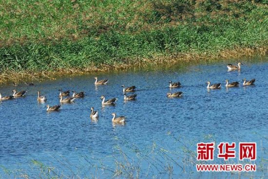 图：首批南迁候鸟抵达吉林国家级自然保护区