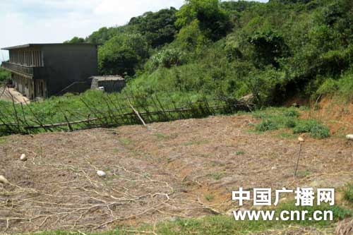浙江大陈岛梅花鹿偷菜扰民(组图)