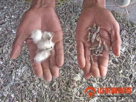 山东日照千亩蚕桑疑遭灭蛾农药污染(组图)