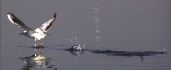 昆明23地免费发鸥粮确保海鸥不挨饿(组图)