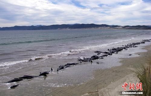 百余头巨头鲸在新西兰偏远海滩搁浅并死亡。