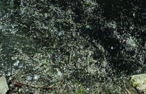 集庆门段死鱼最多。快报记者 施向辉 摄