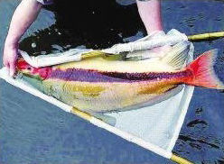 国家二级保护动物胭脂鱼 国家二级保护动物胭脂鱼