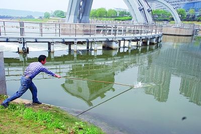 有市民在三汊河段叉鱼。 曹卢杰 摄
