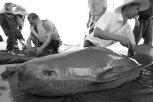 20日，湖北石首，江豚眼睛流出透明的黏液。在湖北石首天鹅洲国家级长江豚类保护区，故道湖泊水位、水体面积均为保护区建立20年来最低。高宝燕 摄 