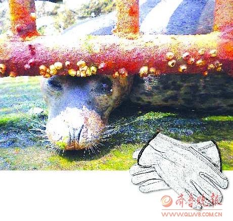 误食手套的9号海豹在隔离区内有气无力地睁着眼。　本报记者 赵金阳 摄