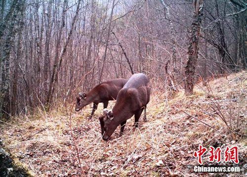 一对健壮的毛冠鹿在今年早春高山林间的草地上觅食。