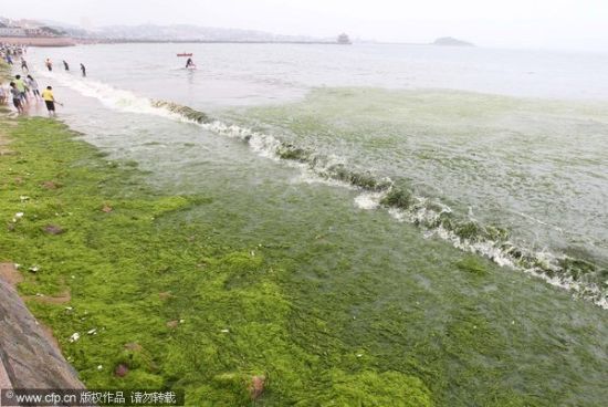 2011年7月6日，青岛第六海水浴场一侧，大片的浒苔涌到岸边。