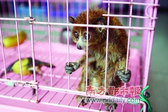 国家一级保护动物懒猴被弃广州宠物医院(图)