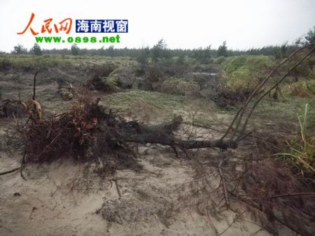 林场沙漠化严重