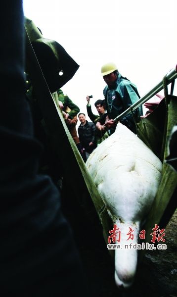经过将近1个小时的努力，中华白海豚被成功营救上岸。