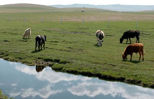 组图:内蒙古畜牧业发展与生态环境实现双赢