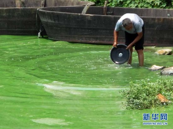 7月9日拍摄的被蓝藻染绿的安徽巢湖东半湖湖面。