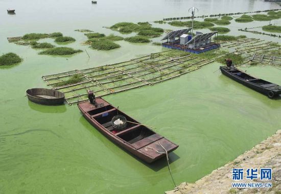 蓝藻染绿的安徽巢湖东半湖湖面