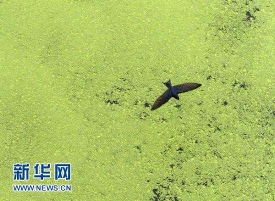 7月12日,一只飞鸟掠过江苏连云港市东盐河蓝藻聚集的水面.