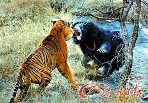 组图:熊妈妈为保护小熊与老虎激烈打斗