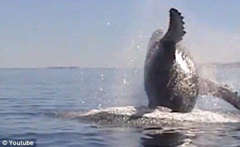 座头鲸俯冲而下，只露出尾巴在水面上拍打着。
