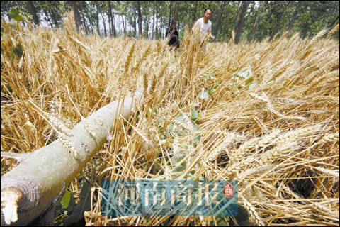 河南商丘遭遇瞬时大风袭击 18人遇难_天气预报