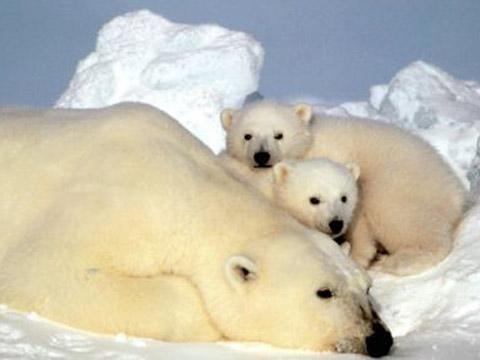 全球变暖升幅1.25度以内 北极熊可存活_天气预报