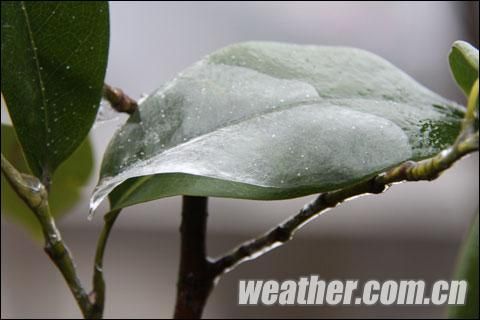 贵州现入冬范围最大冻雨 树叶电线结冰(组图)