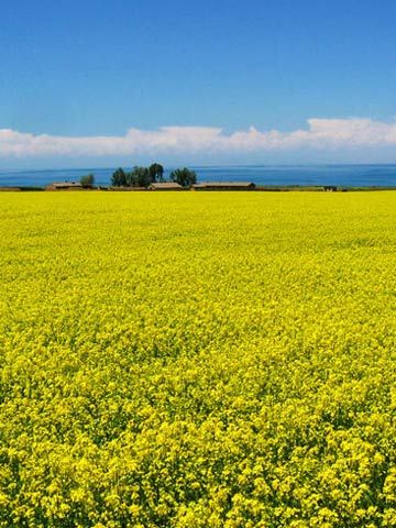 青海湖寻找最美的油菜花海|天气|天气预报