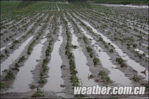 吉林辽源遇短时强降雨 市区低洼路面积水|天气