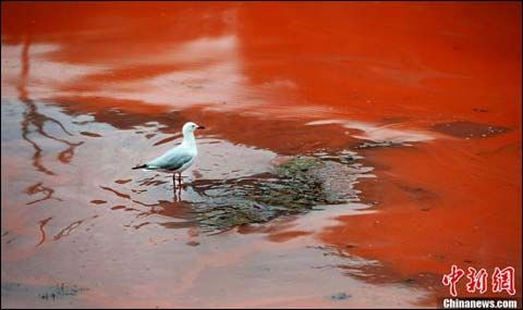 澳大利亚悉尼海滩红藻泛滥 海水呈红色吓坏游
