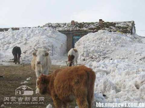 内蒙古气温创近十年新低 今明风雪再来袭|内蒙
