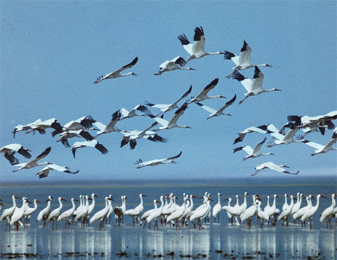 鄱阳湖入选世界七大濒危野生动物栖息地奇观_