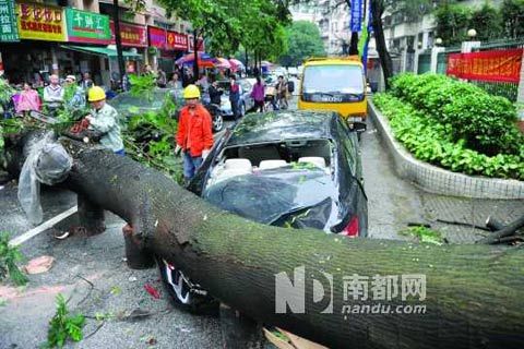 广州风雨摧折路边大树一轿车被毁|广州|下雨|大