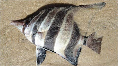 澳大利亚南部海域鱼类大量死亡或与气候变暖有