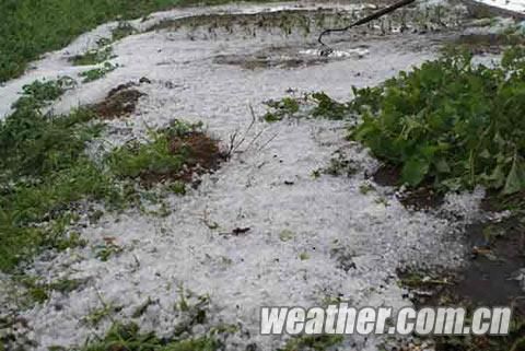 昨日下午，兴安盟胡尔勒地区遭受冰雹、大风和短时强降雨袭击。(摄/武健)