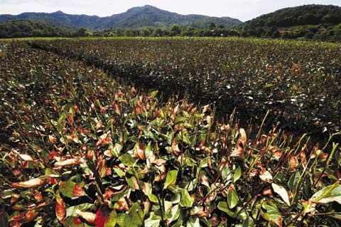 连日高温，使杭州大片茶树叶片干枯。（图片来源：浙江日报）