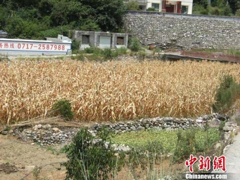 湖北兴山遇50年最严重高温极端天气 损失