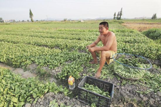 2013年8月11日下午，菜农正在浙江绍兴市区蔬菜批发市场旁边自己租种的几亩蔬菜地里劳作。