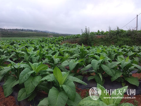 期需防地质灾害|云南|地质灾害|强降水_新浪天气预报