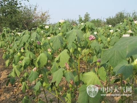 731գɽϲ޻衣ӰŸ߱