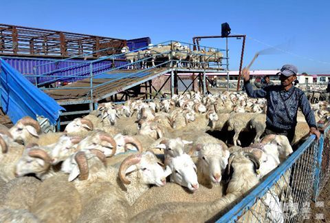 内蒙古东部局地出现暴雪 牧区需加大牲畜出栏