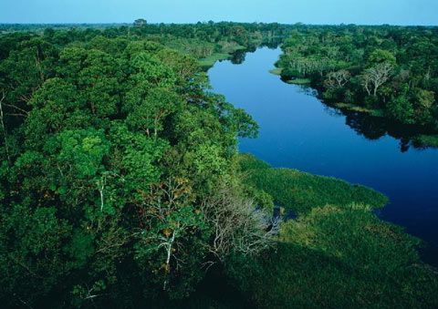 干旱削弱亚马逊森林的吸碳能力_新浪天气预